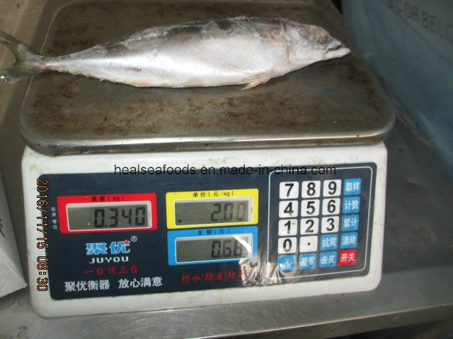 Frozen Mackerel Fish Pacific Mackerel (300-500g)