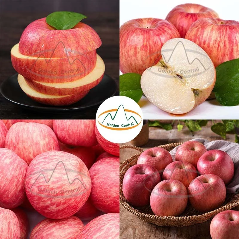 يتم توفير فواكه التفاح الأحمر الطازج على مدار السنة