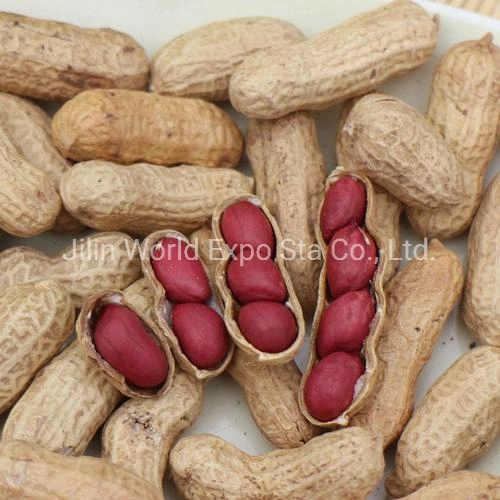 Red Skin Peanut in Shell From Professional Factory to Export