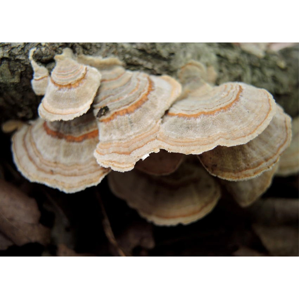 Organic Trametes Versicolor Mushroom Extract Ganoderma Mushroom Reishi Mushroom Lion's Mane Mushroom Complex