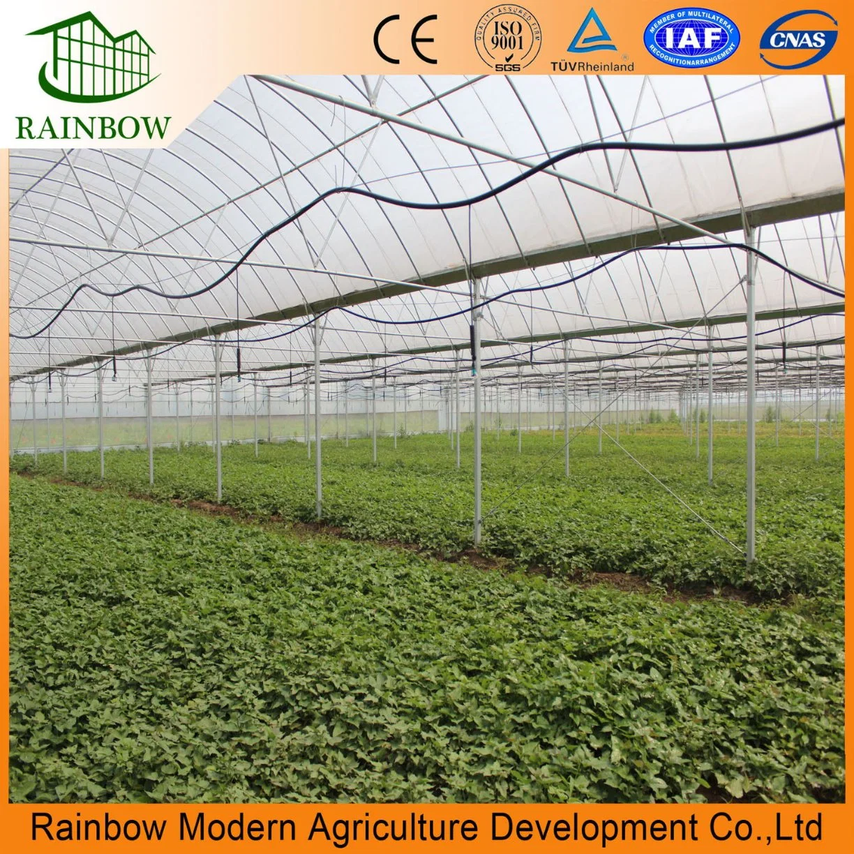 Multi-Span Film Greenhouse with Irrigation System and Intelligent Control System