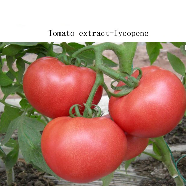 Health Food Tomato Extract Lycopene 10% Water Soluble Used for Food Additive