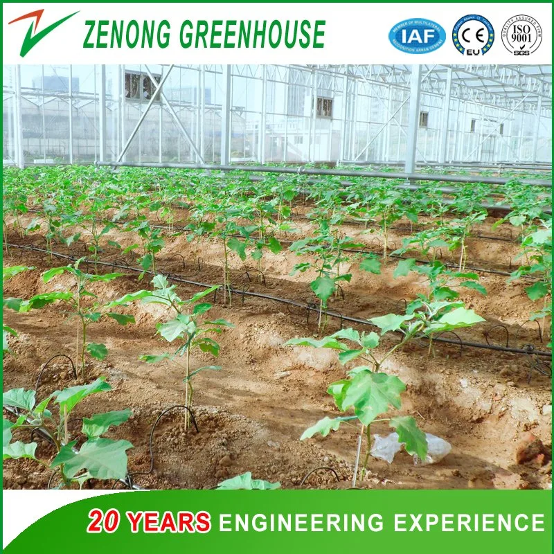 Factory Wholesale Polycarbonate Sheet Greenhouse Used as Garden House for Vegetables/Flowers