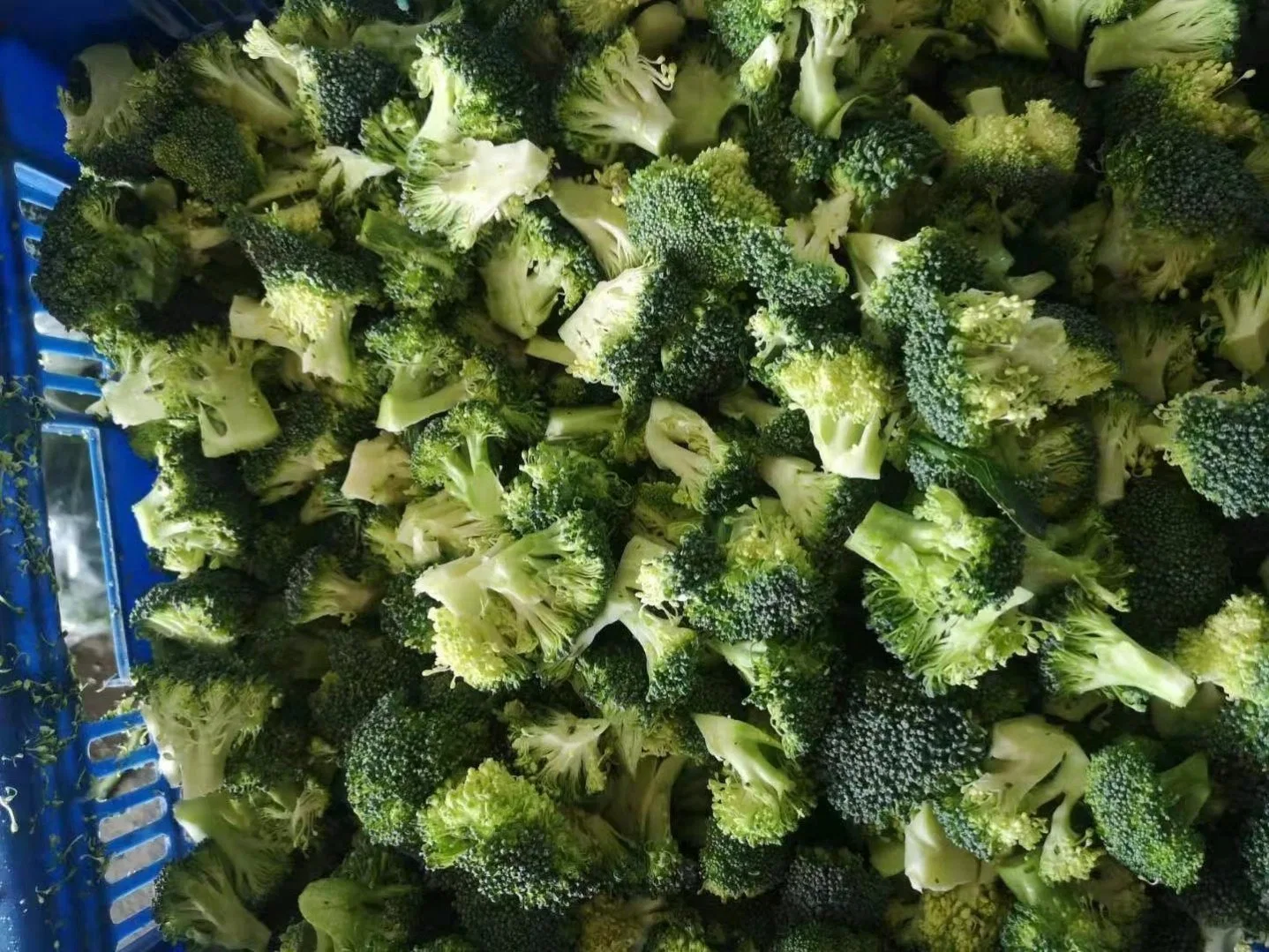 Health Non-Additive Fresh IQF Food Frozen Broccoli Flowers Vegtable