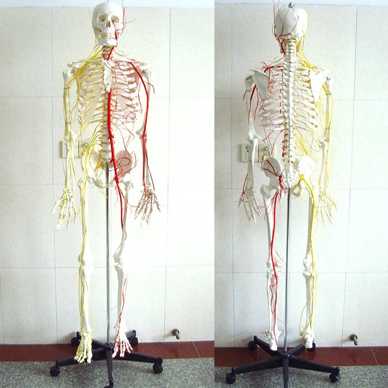 Modelo de buena calidad de Enseñanza de 170cm esqueleto humano con Arterias principales y nervios espinales