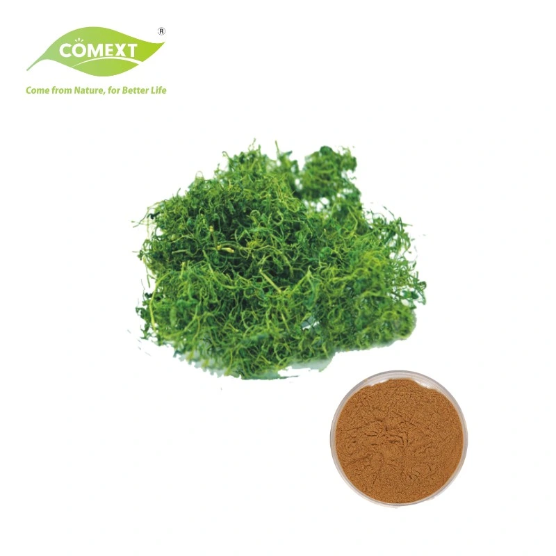 Fábrica de Comext directamente Alimentación 100% Natural Gynostemma Pentaphyllum Extracto Gynostemma