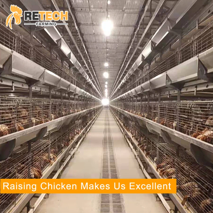 Automatic Chicken Farm Equipment for Layer/Broiler/Pullet