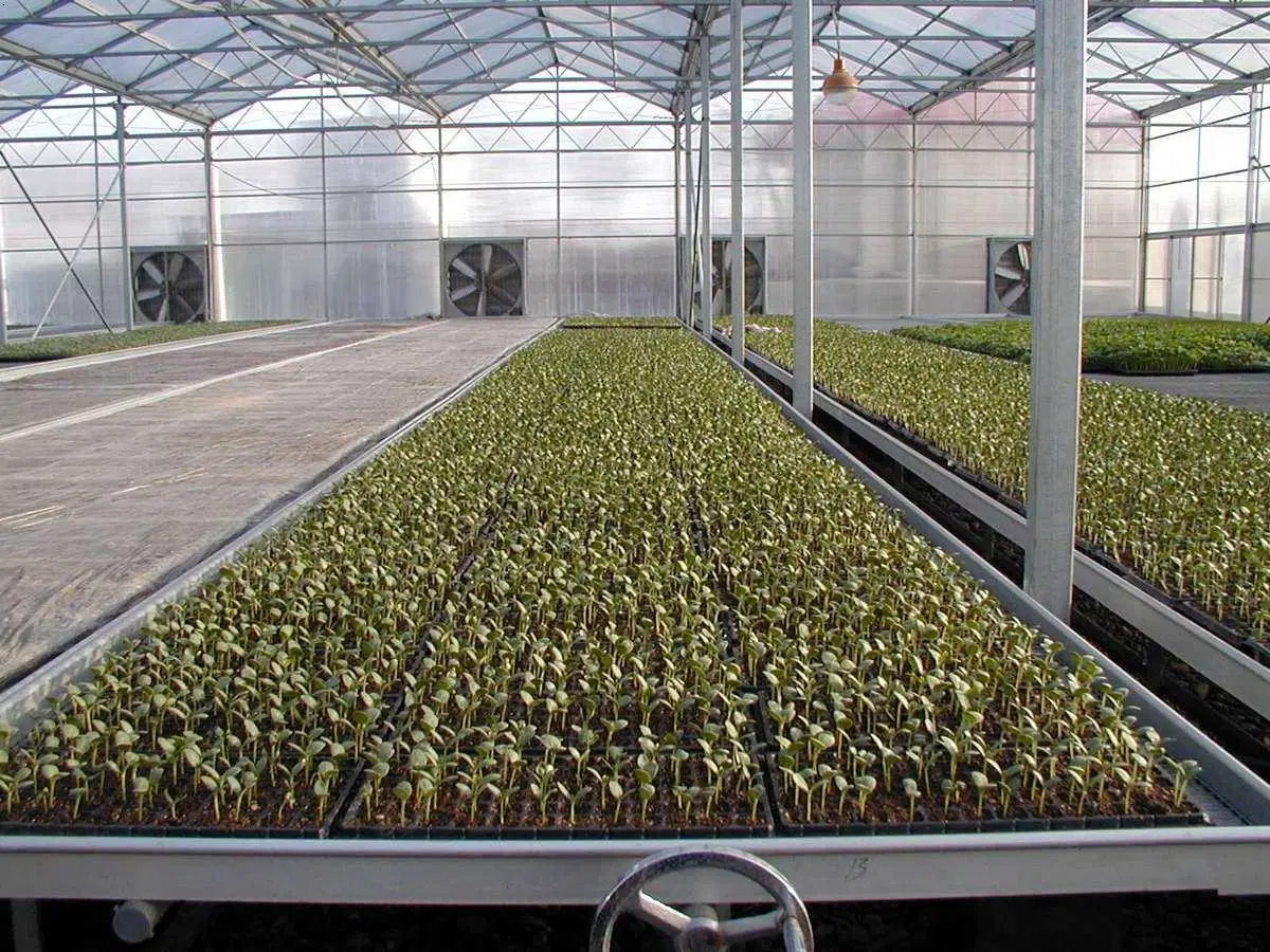 Agriculture serres en polycarbonate avec système d'irrigation chauffage pour légumes Fruits fleurs laitue au poivre