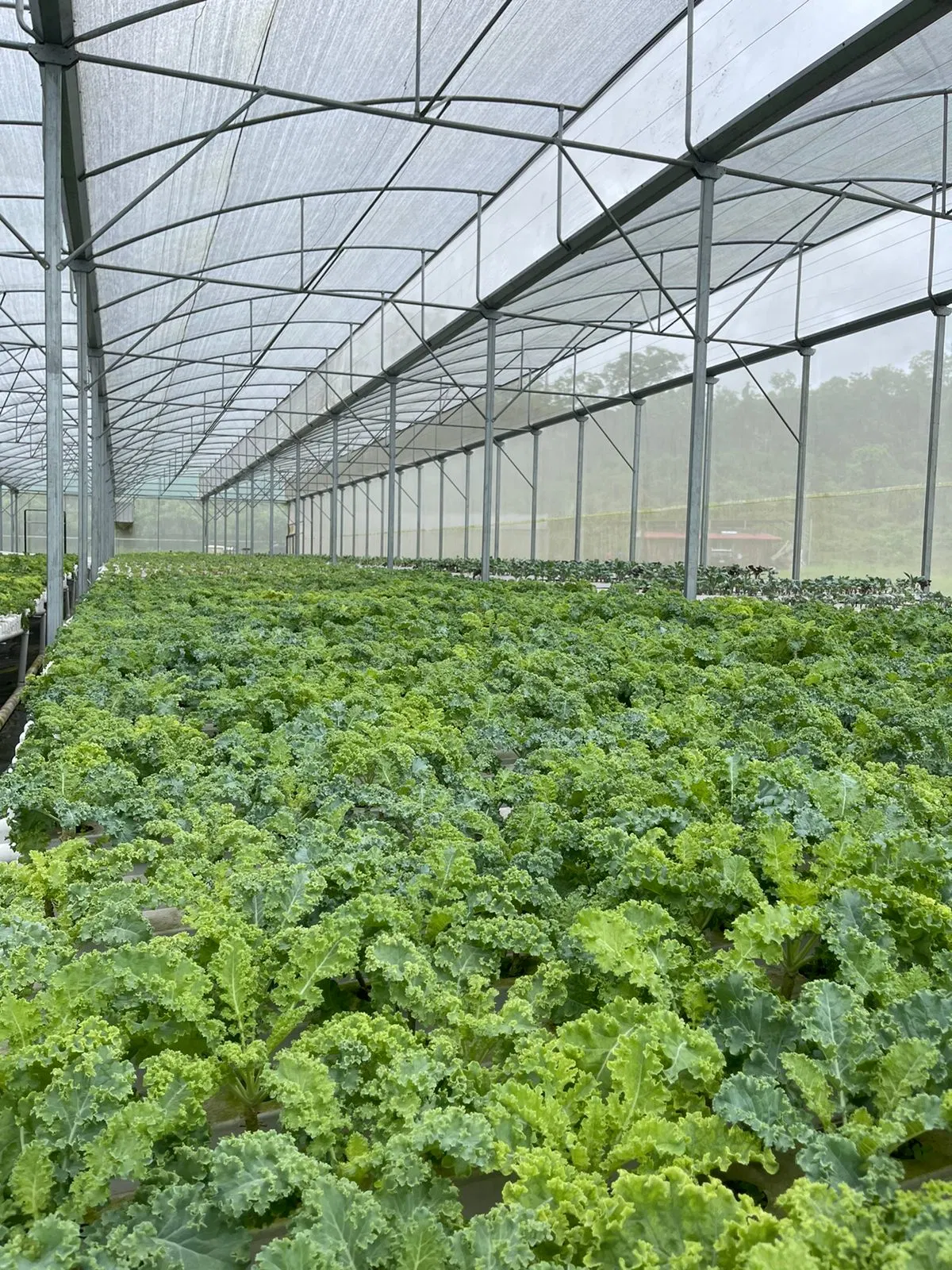 Sistema de crecimiento comercial NFT Gutter sistemas de crecimiento hidropónico