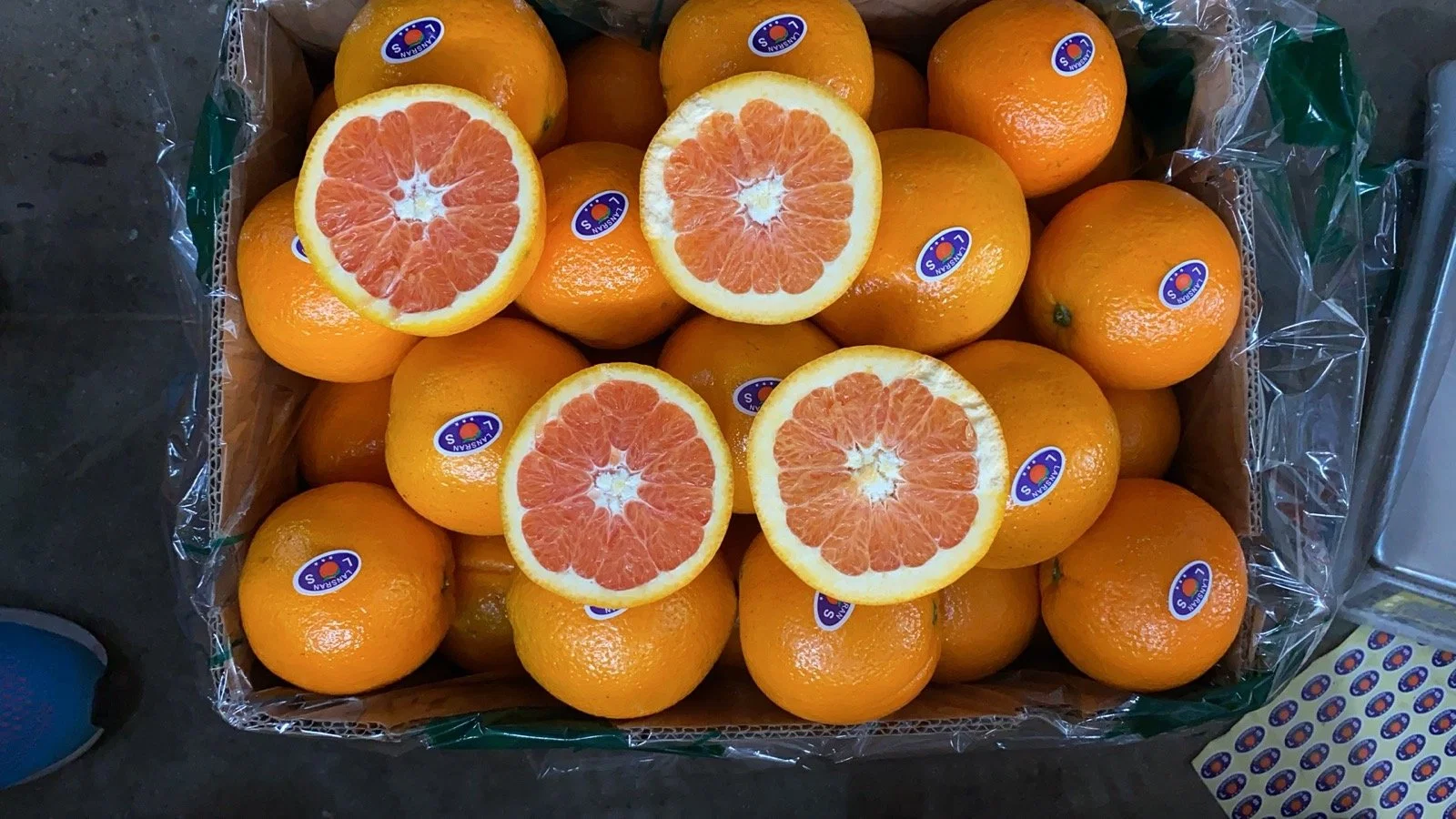 El chino Navel naranja de Venta Directa de Fábrica