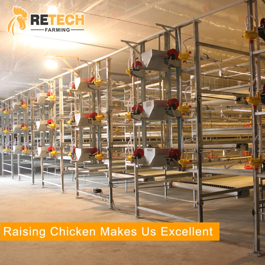 H Type Automatic Broiler Chicken Cage for Pullet and Broiler in Tanzania