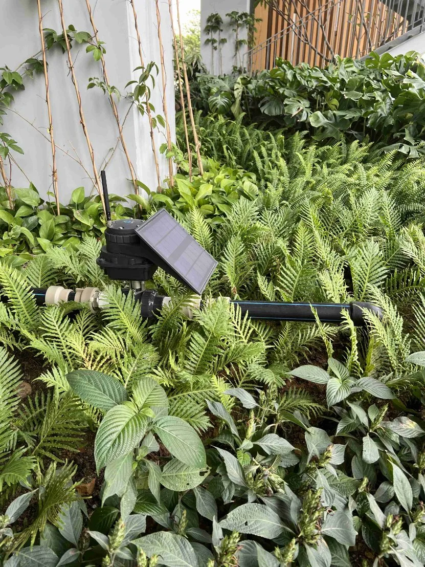 Lora/GSM basados Energía Solar Riego por Goteo para el campo de maíz dulce