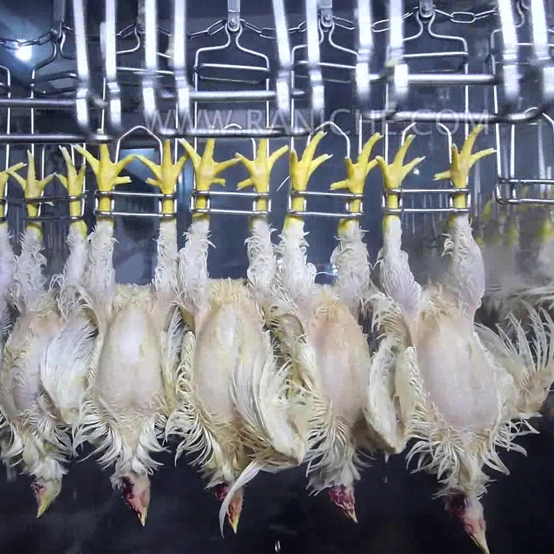 Chicken Slaughterhouse 3000 Chickens Per Hour Feather Removal Machine