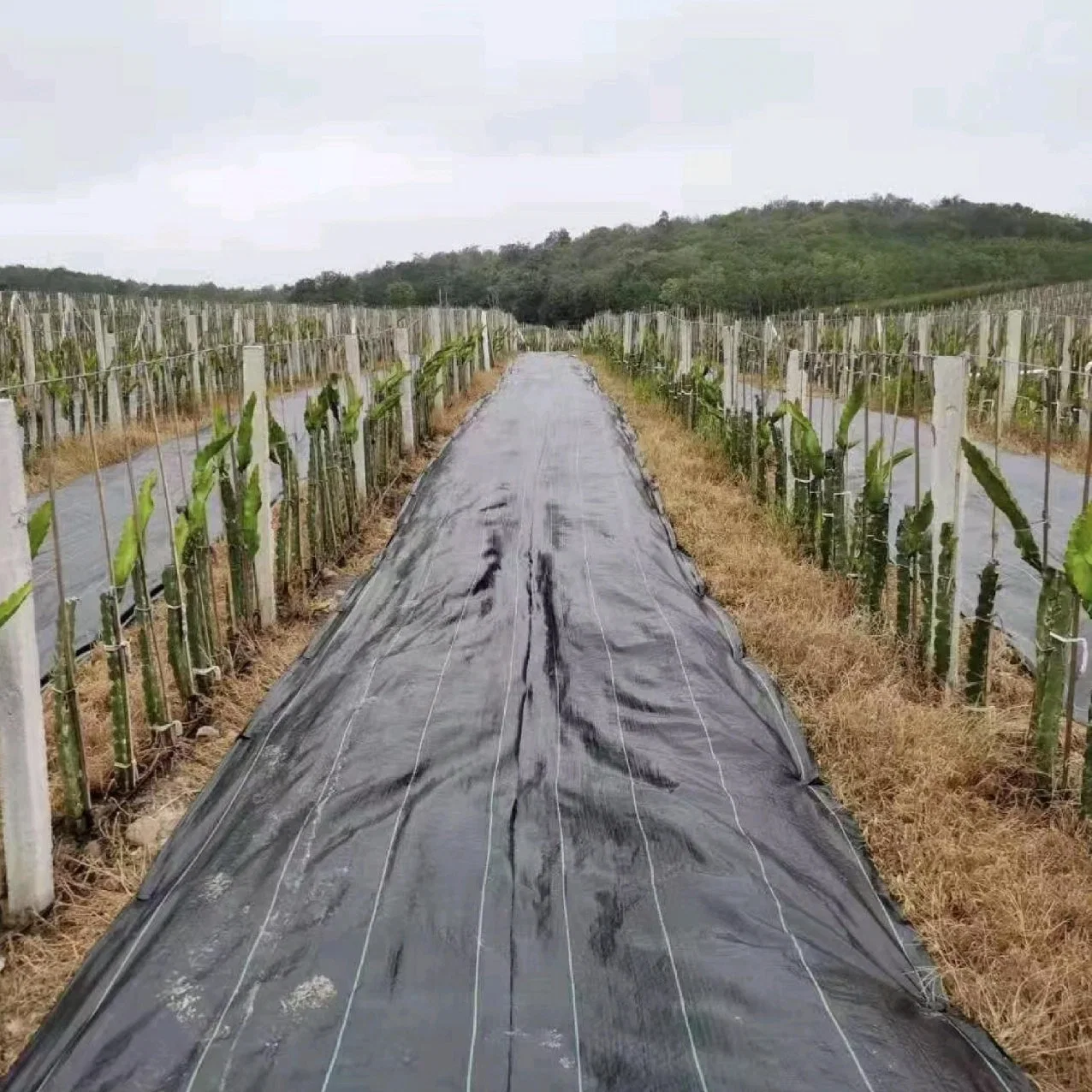 L'agriculture tissu paysage PE biodégradable Plantes couvre-sol de couvrir le tapis de mauvaises herbes