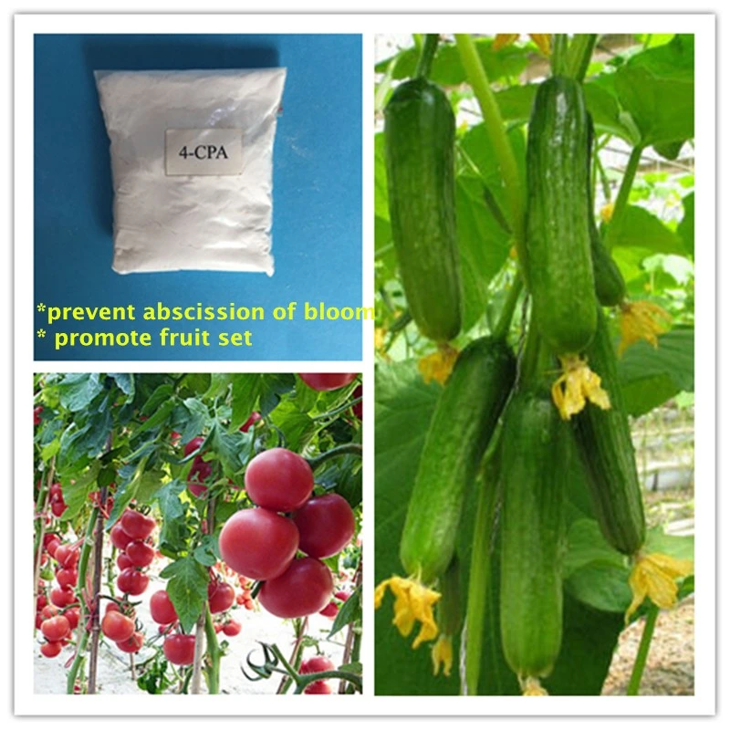 Professinoal Supplier Plant Hormone 4-CPA 4-Chlorophenoxyacet Acid 98%Tc