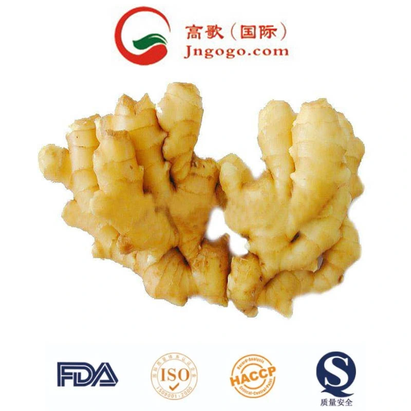 Top Quality New Crop Fresh Ginger Supplier From China