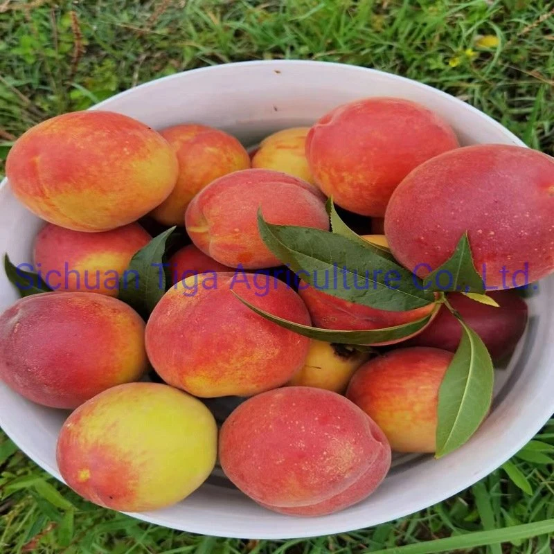 Whole Sale Large Shape Sweet Fresh Premium Quality No Heavy Metal Peach