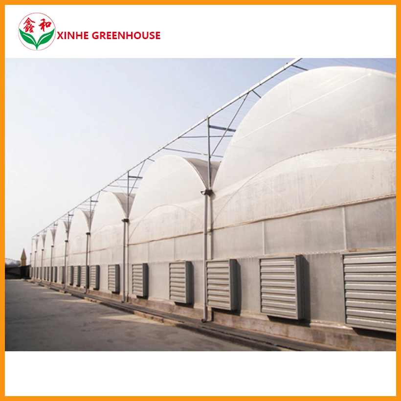 Customized Production Greenhouse Film Greenhouses with Cheap Price