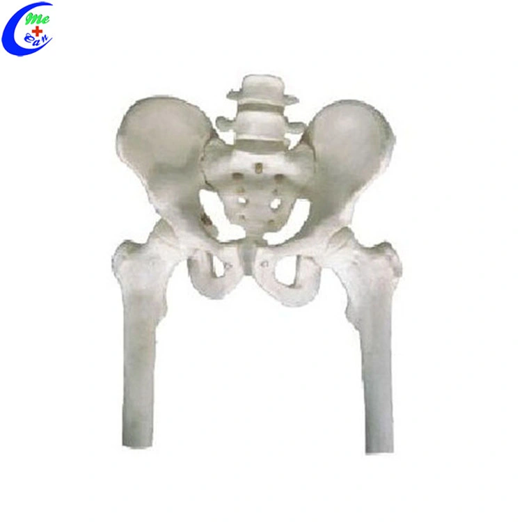 Male and Female Pelvic Skeleton Model Medical Model Medical Training Anatomical Model