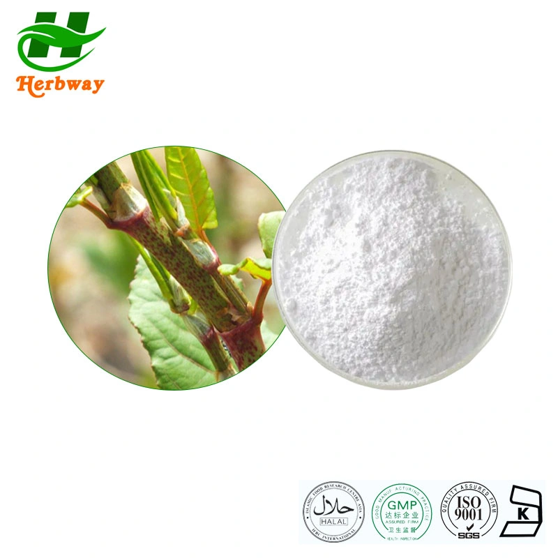 Herbway Kosher Halal Fssc HACCP Certified Botanical Extract Polygonum Cuspidatum Extract 1%-99% Resveratrol
