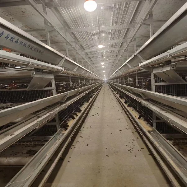 H Tipo Automático equipo de la jaula de la capa de aves de corral Pollo en granja avícola