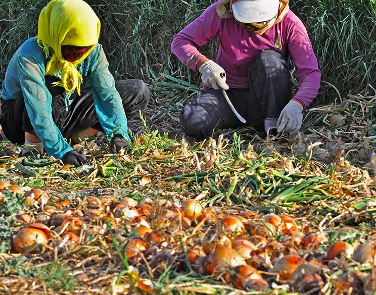 Oignon jaune frais/oignons Exportateur Prix 1kg pour la Malaisie