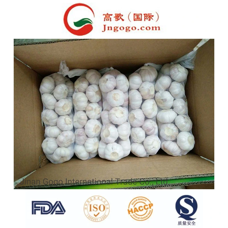 China's Finest Normal Garlic Supplier