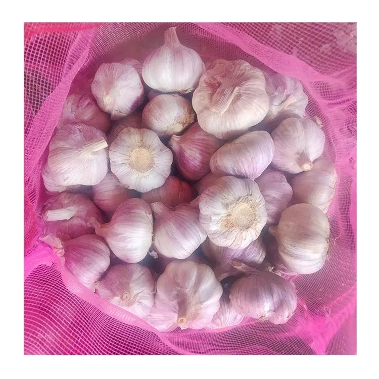 High quality/High cost performance Fresh Normal White Garlic for Indonesia 20kg Mesh Bag Garlic