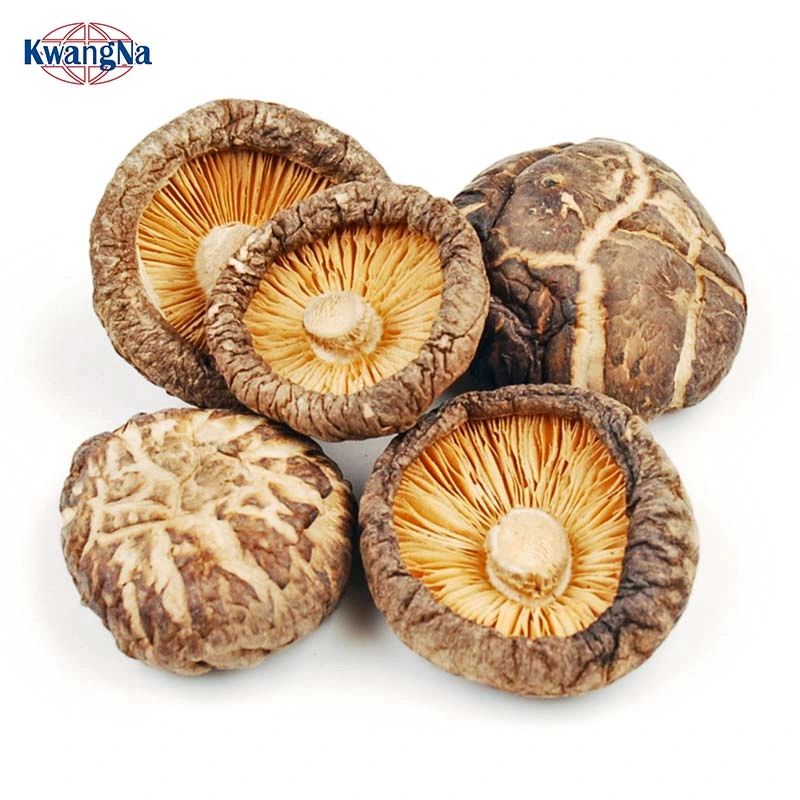 Mushroom Manufacturing Business Plant Dried Shiitake Mushroom with 1 Kg for Resale