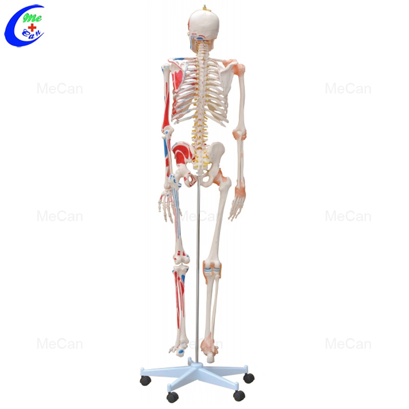 De PVC de alta calidad de 176cm Mecan desarticulado médicos Anatomía Humana 180cm modelo esqueleto