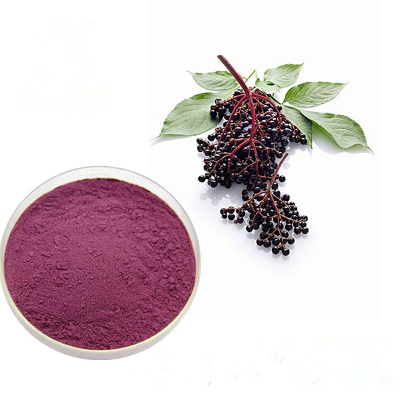 Venta en caliente Extracto puro fresco de planta Elderberry Negro estandarizado Extraer