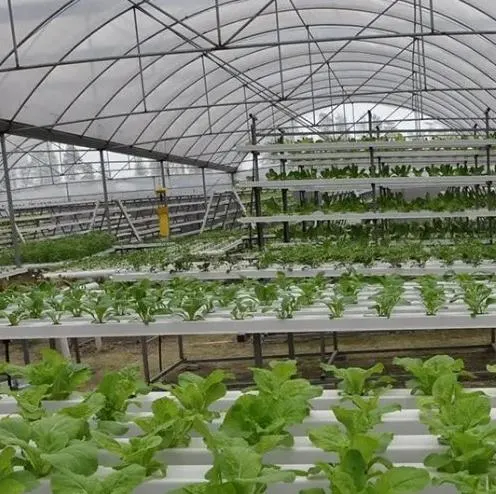 زجاج فعال مستدق غازات الدفيئة باستخدام نظام النمو Hydroponic