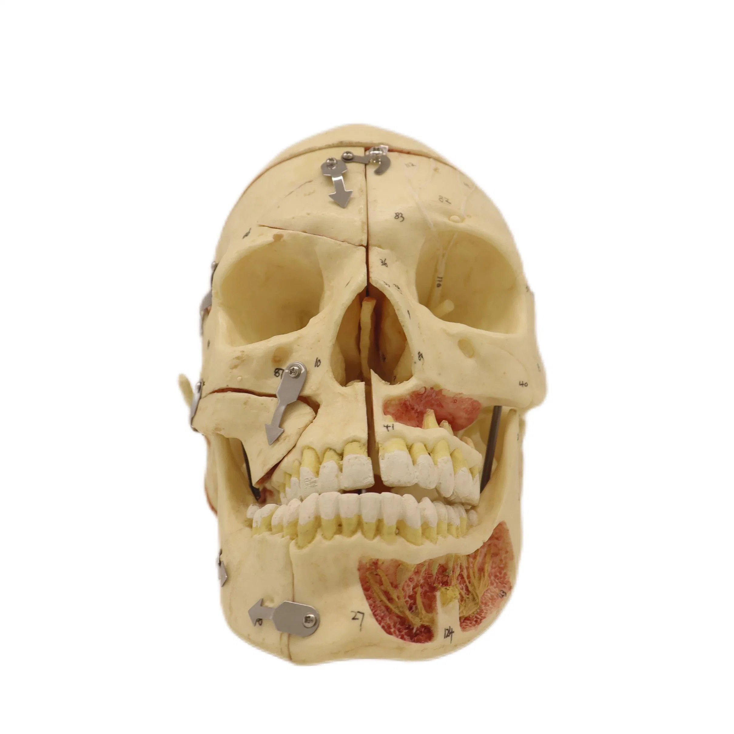 High Quality PVC Humam Anatomical Model Adult Skull with Blood Vessels and Nerves