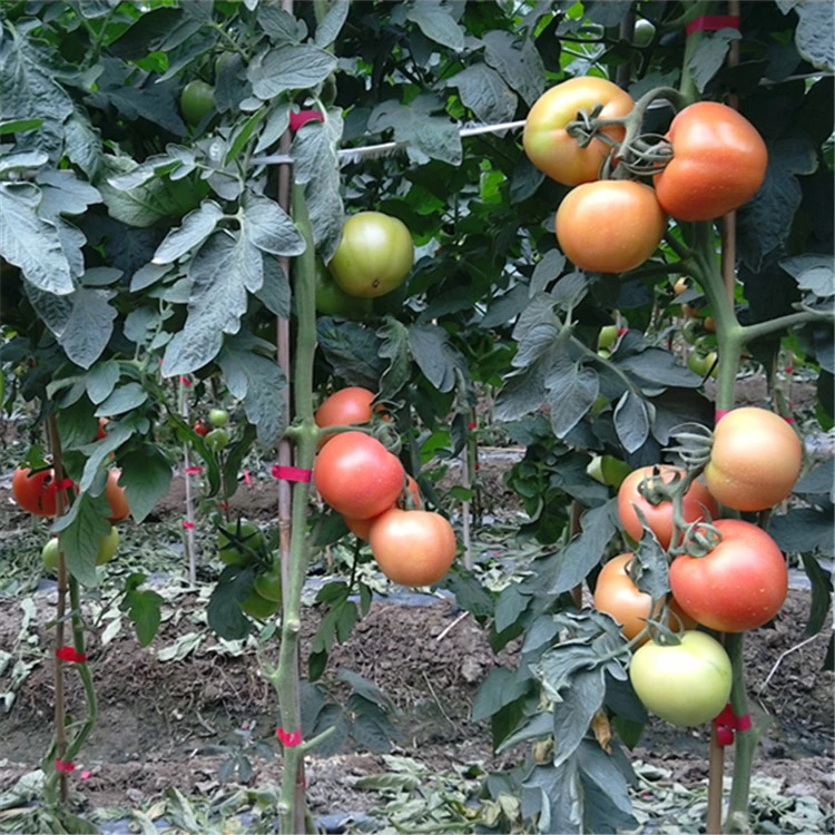 Hybrid F1 بذور الطماطم الحمراء الكبيرة بذور الفواكه النباتية من أجل أوكازيون