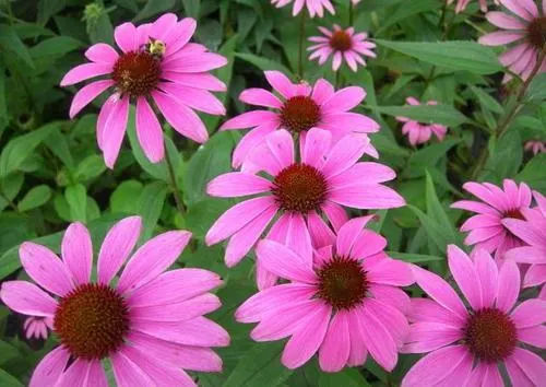 Echinacea Purpurea Extract Polyphenols P. E. Extract Powder Antiviral Effect