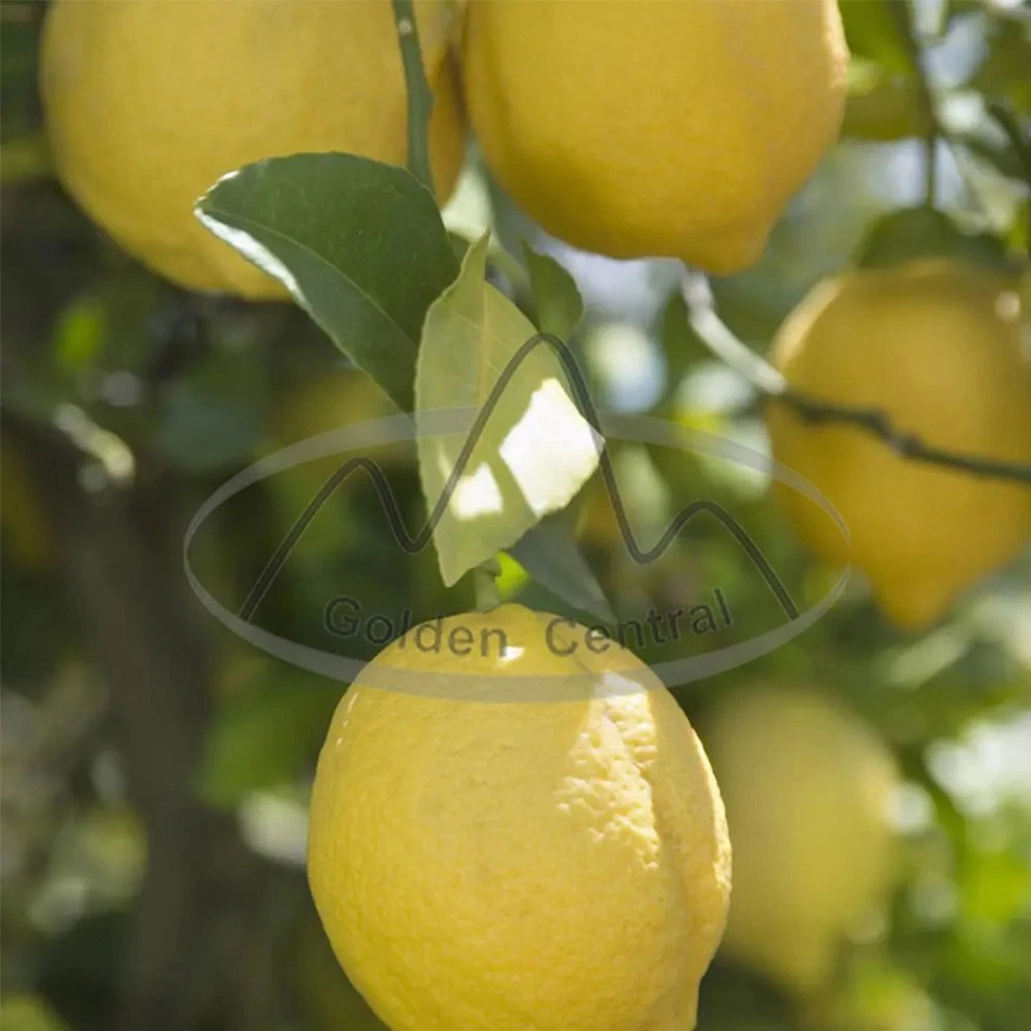 Hot Selling 2023 Chinese Yellow Lemons Fresh Lemon