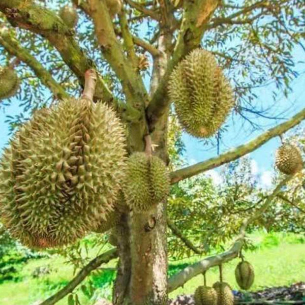 Touchhealthy Supply Durio Zibethinus Seeds/Durian Seeds