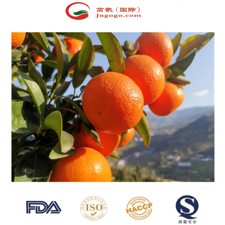 China Mandarina fresca y dulce de calidad Premium Wogan mandarín