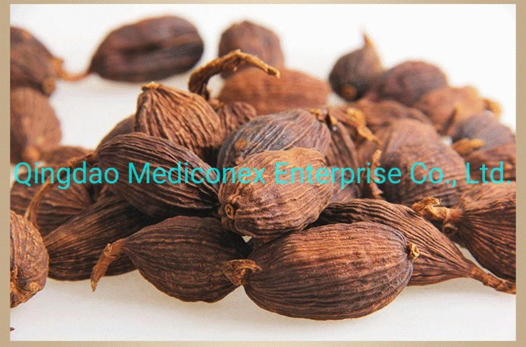 Amomum Tsao-Ko (fruit) Plant Extract Prepared Traditional Chinese Herbal Medicine Aromatic Humidifying