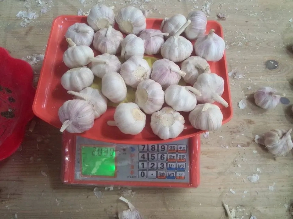 New Crop China Fresh White Garlic Chinese Distributor Garlic Wholesale Price