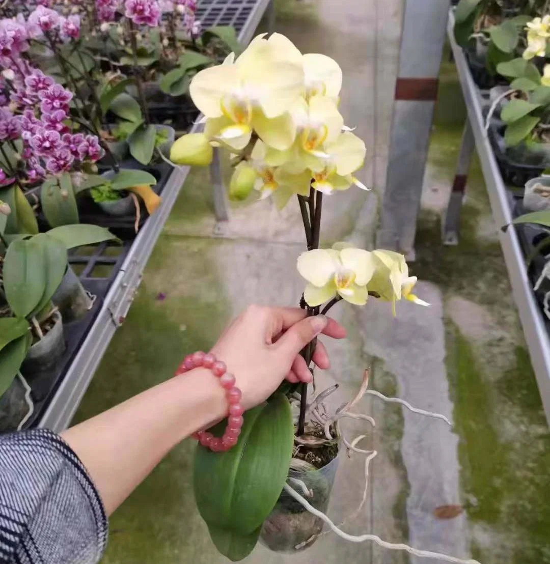 Wholesale/Supplier Phalaenopsis Orchids Mix Styles Bonsai Seedling Flower Gardening Live Plants