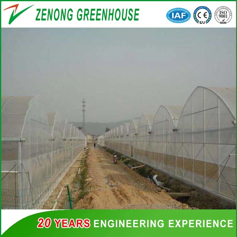 Multispan Green House with Plastic Film Arch Dome for Agriculture Harvest/Fruit Picking