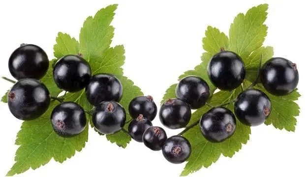 E. K precio de fábrica de hierba de grosella negra de alta calidad extracto de fruta para el 25% de las antocianinas antioxidante Anthocyanidins PAC Ribes Extracto Casis