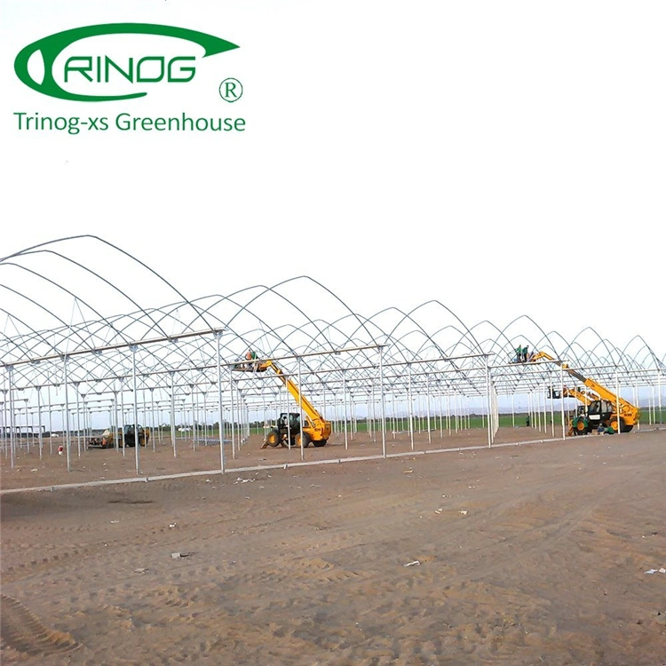Large Multi-span Film Agriculture Greenhouse for Hydroponics Growing
