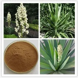 E.K Herb Chinese Reliable Supplier Natural Plant Extract Improve Immunity30%/60%/80% Yucca Saponins Yucca Extract Powder Yucca Extract with High quality/High cost performance in Bulk