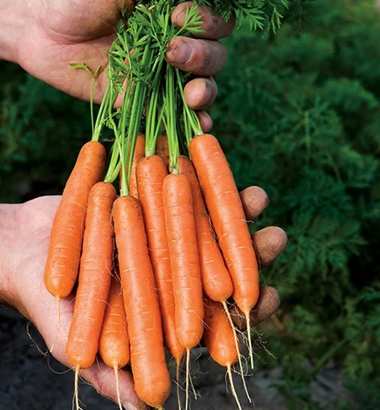 Frutas de dedo pequeño saludable semillas de zanahoria crujiente y dulce