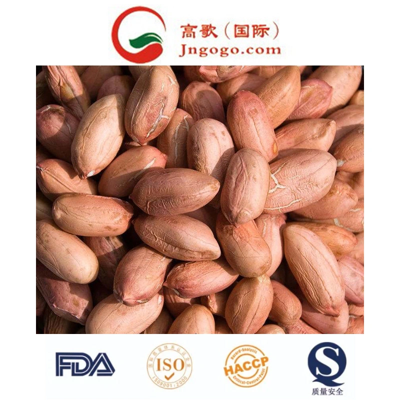 New Crop Red Skin Peanut Kernel Peanut in Shell