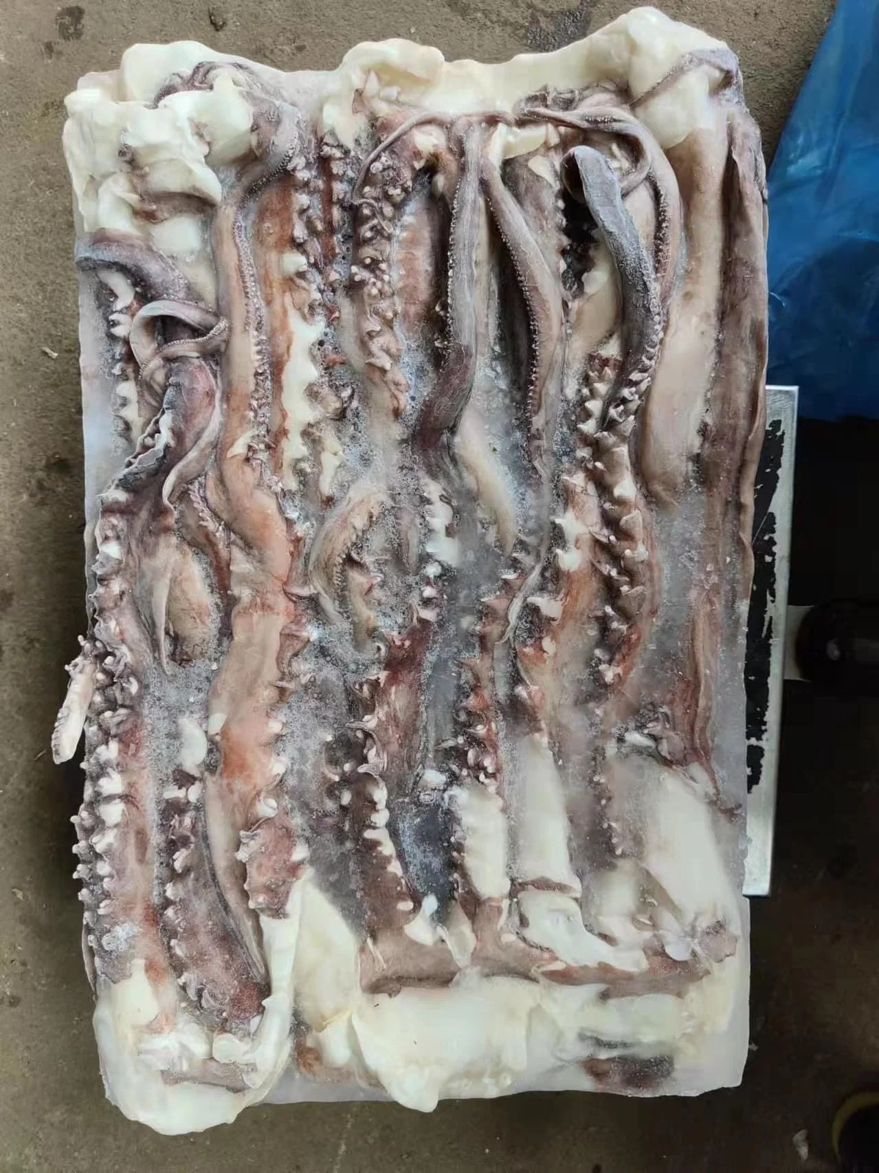 Hot Sale Frozen Seafood Nutritious Factory Supply Squid/Calamari Tentacle with Great Taste