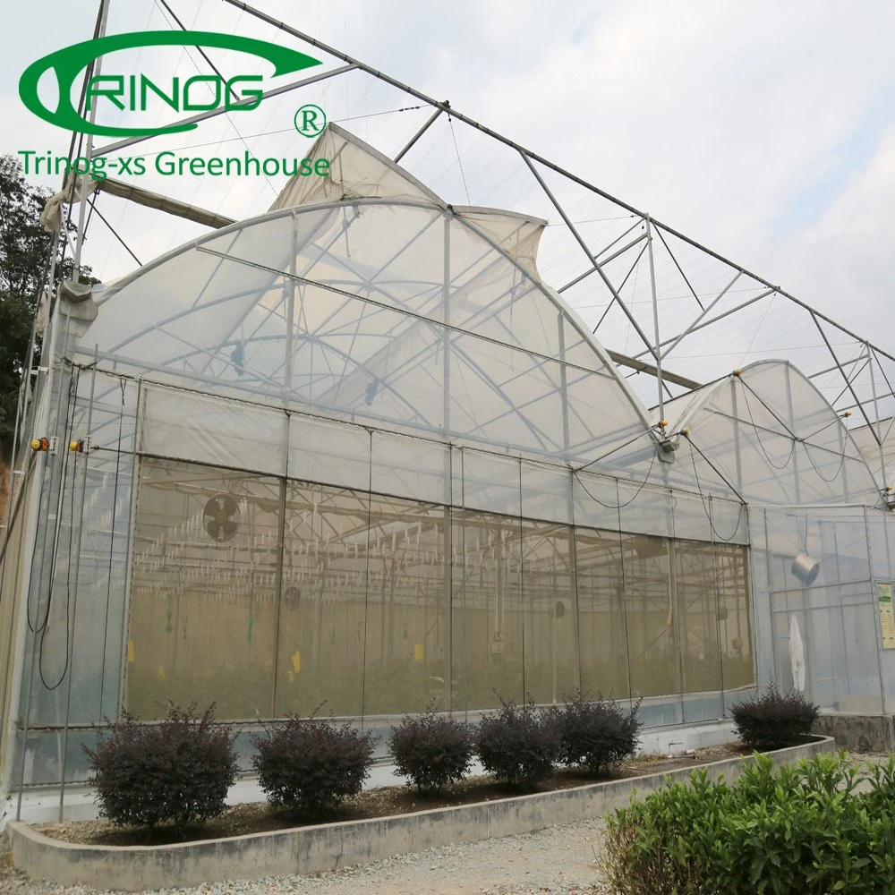 Agricultural Greenhouse lettuce NFT hydroponic growing system for sale