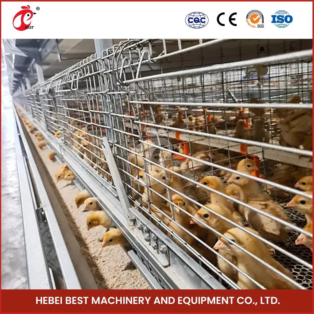 Bestchickencage un Tipo de jaula de Pullet automática Breeder jaula China Polo Granero joven Pollo Coop Proveedor personalizado característica plegado H Marco Capa de pollo Pullet jaula